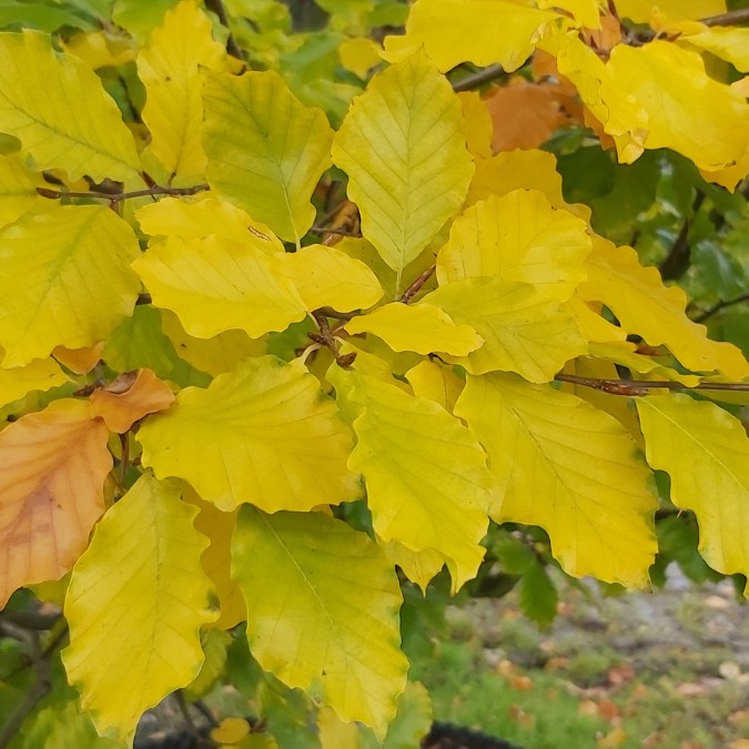 Fagus sylvatica (Hedging)