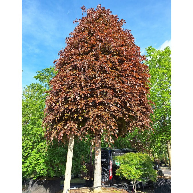 Fagus sylvatica Purpurea Group
