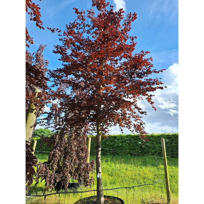 Fagus sylvatica Purpurea Group