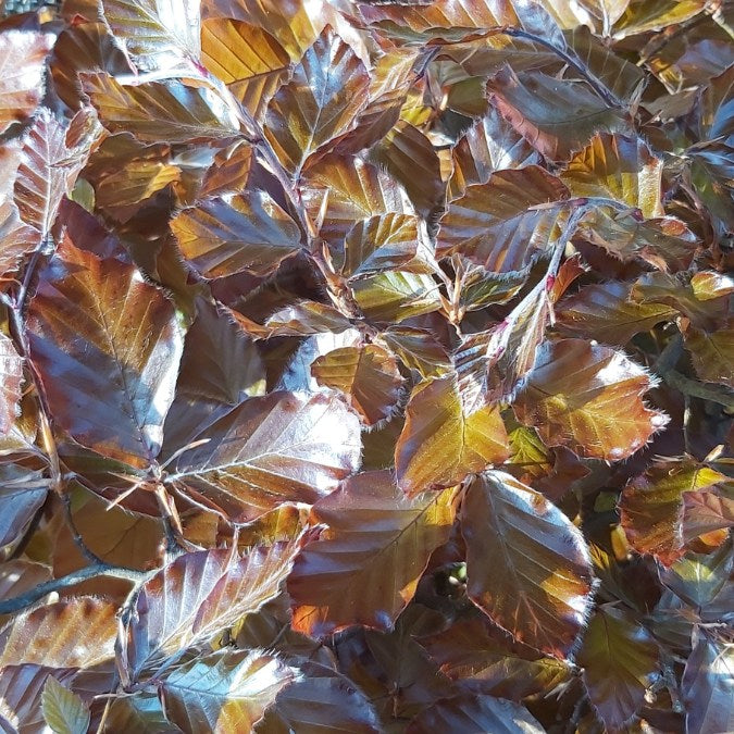 Fagus sylvatica Purpurea Group