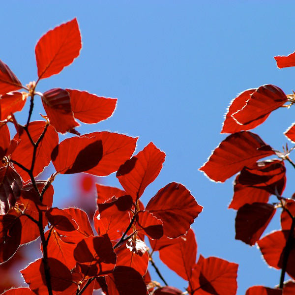 Fagus sylvatica Purpurea Group