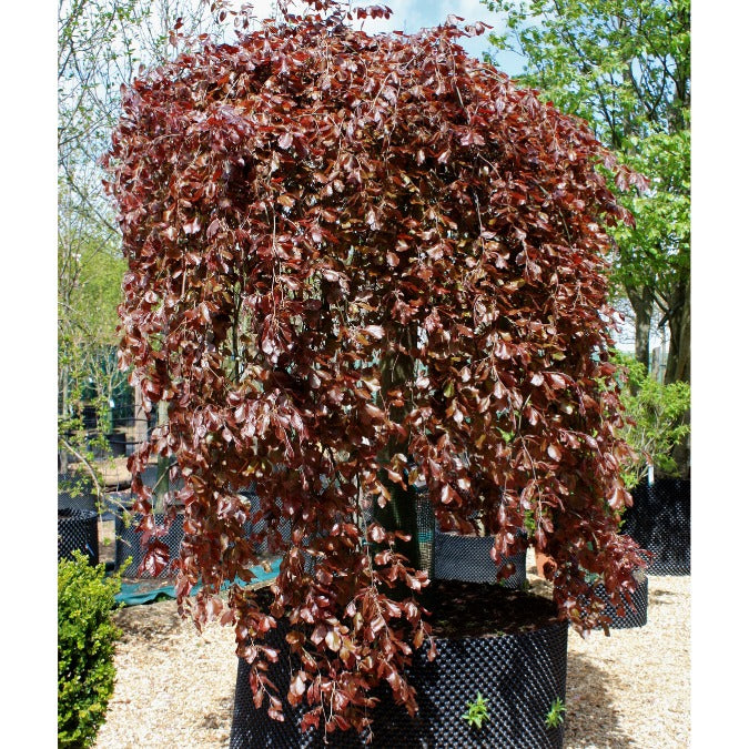 Fagus sylvatica 'Purpurea Pendula'