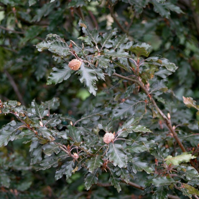 Fagus sylvatica 'Rohanii'