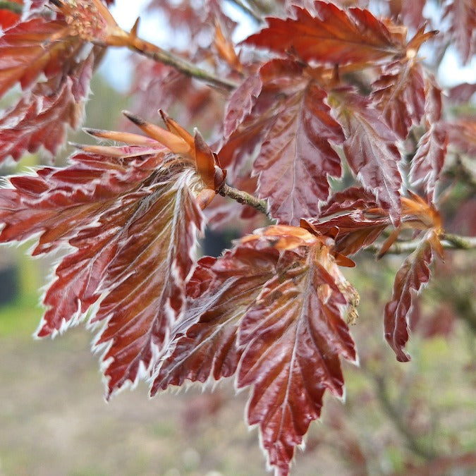 Fagus sylvatica 'Rohanii'