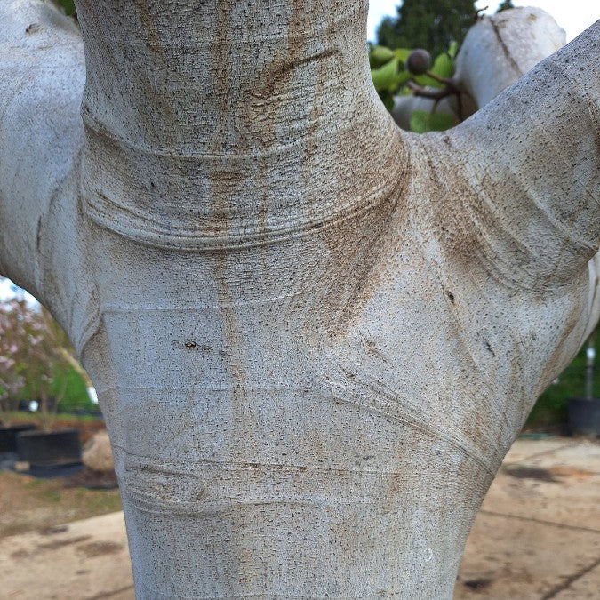 Ficus carica