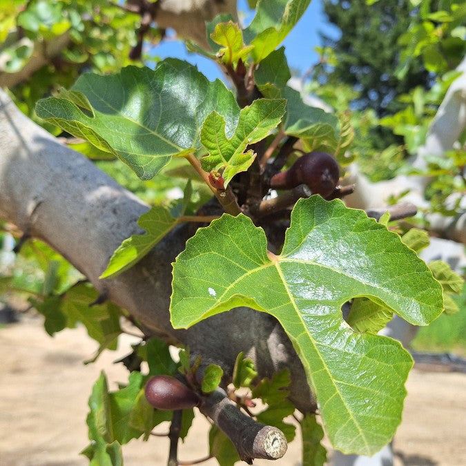 Ficus carica