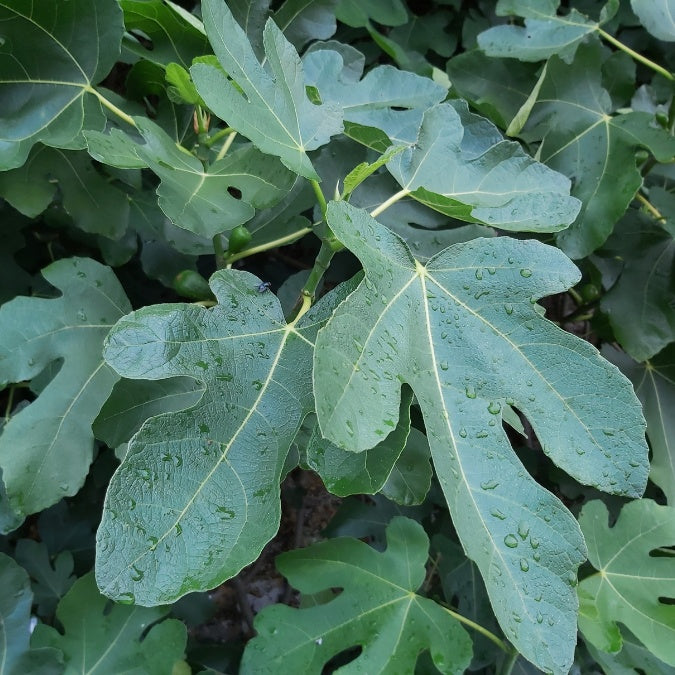 Ficus carica
