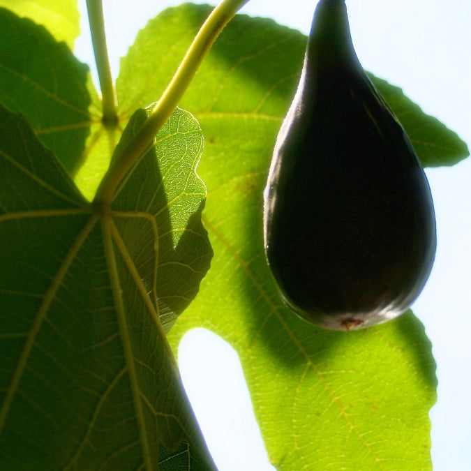 Ficus carica