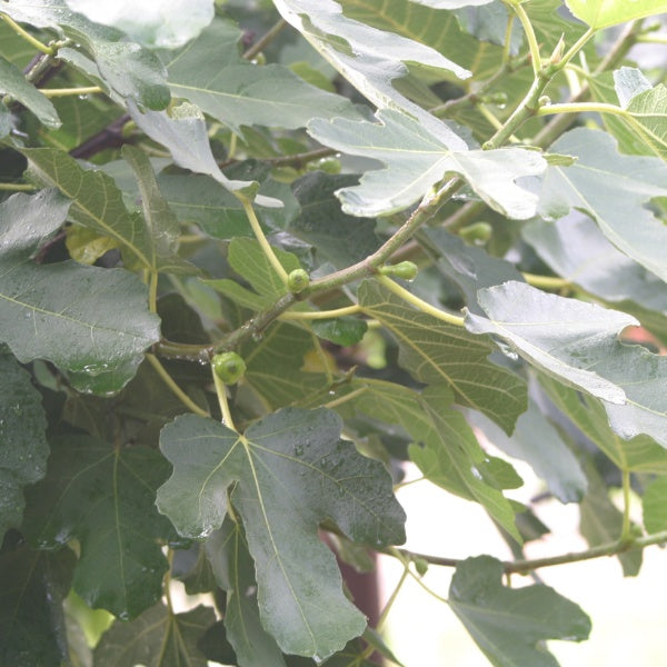 Ficus carica 'Dottato'