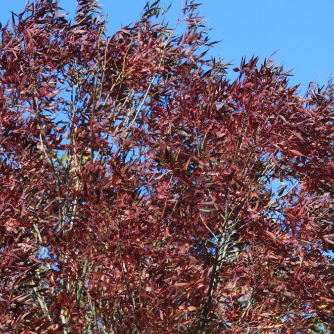 Fraxinus angustifolia 'Raywood'