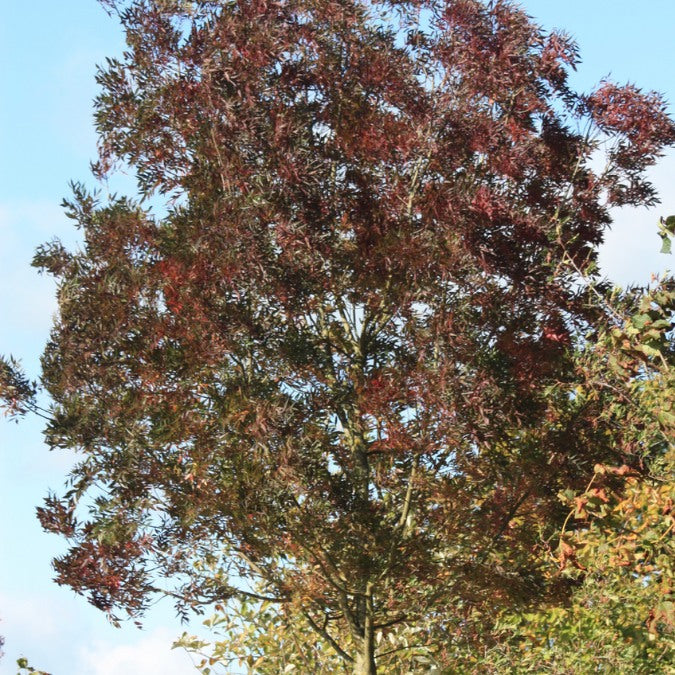 Fraxinus angustifolia 'Raywood'