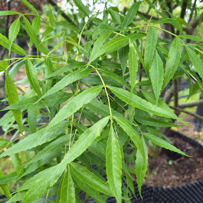 Fraxinus angustifolia 'Raywood'
