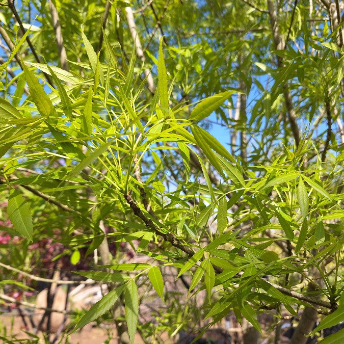 Fraxinus angustifolia 'Raywood'