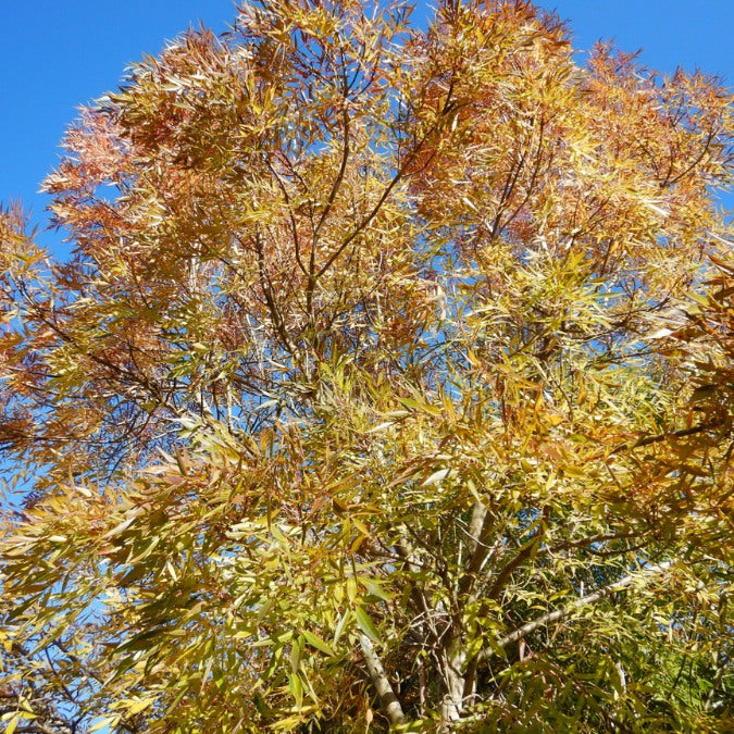 Fraxinus angustifolia 'Raywood'