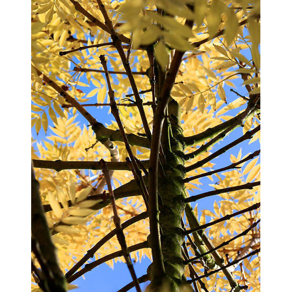 Fraxinus excelsior 'Jaspidea'