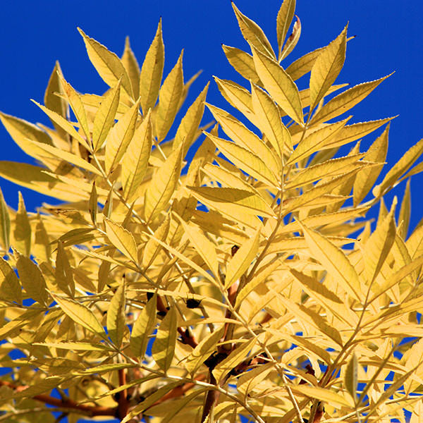 Fraxinus excelsior 'Jaspidea'