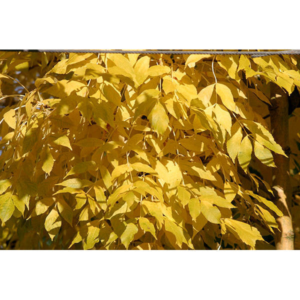 Fraxinus excelsior 'Jaspidea'