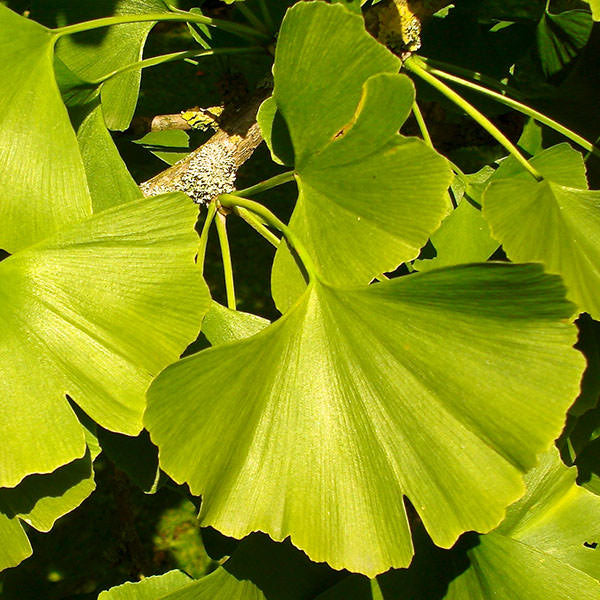 Ginkgo biloba