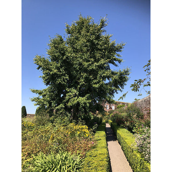Ginkgo biloba