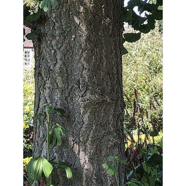 Ginkgo biloba