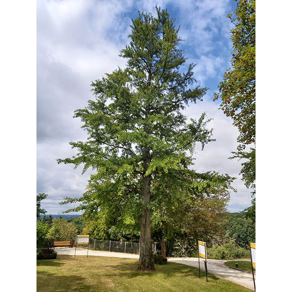 Ginkgo biloba