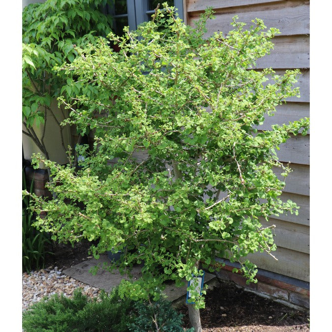 Ginkgo biloba 'Mariken'