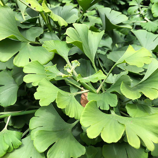 Ginkgo biloba 'Mariken'