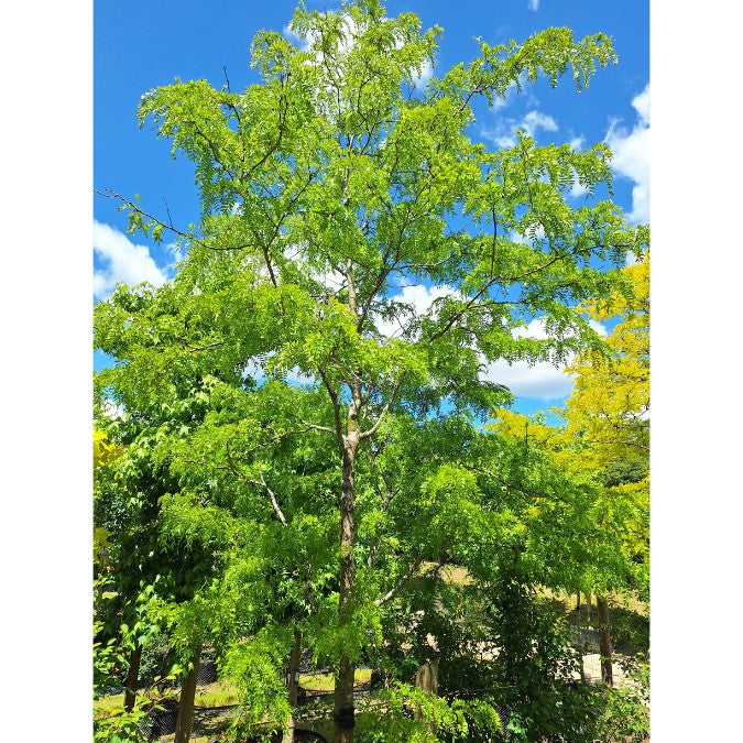 Gleditsia triacanthos 'Skyline'