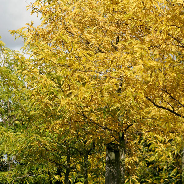 Gleditsia triacanthos 'Skyline'