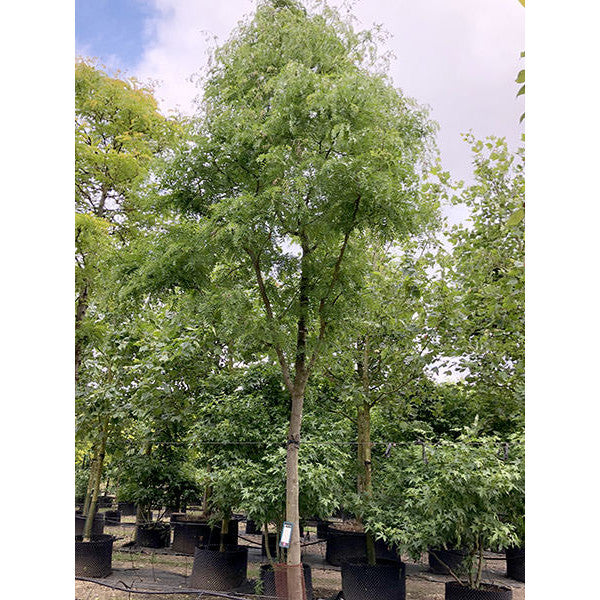 Gleditsia triacanthos 'Skyline'