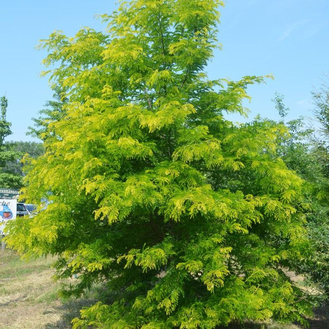 Gleditsia triacanthos 'Sunburst'