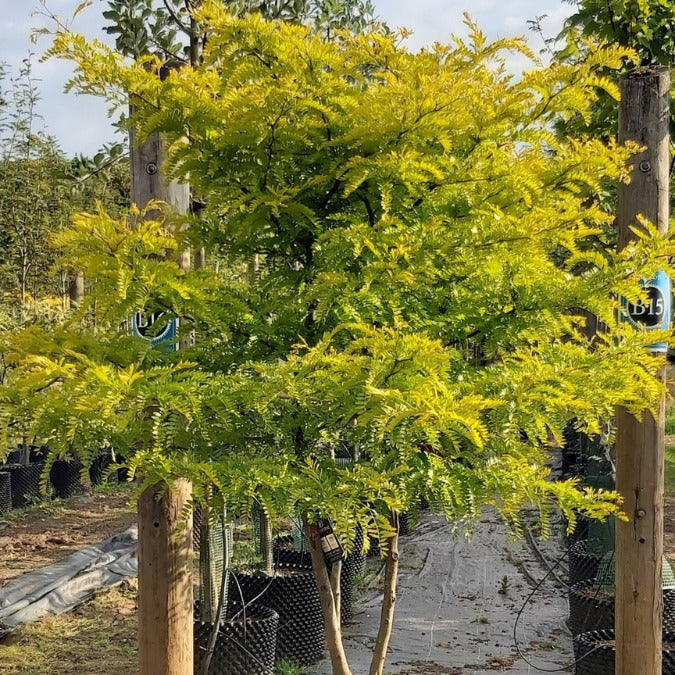 Gleditsia triacanthos 'Sunburst'