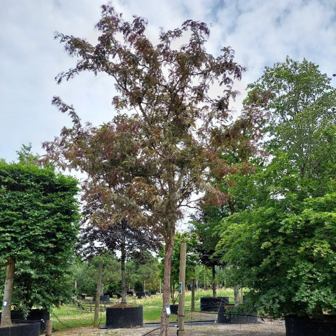 Gleditsia triacanthos 'Rubylace'