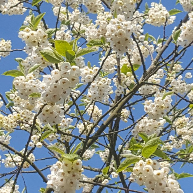 Halesia carolina