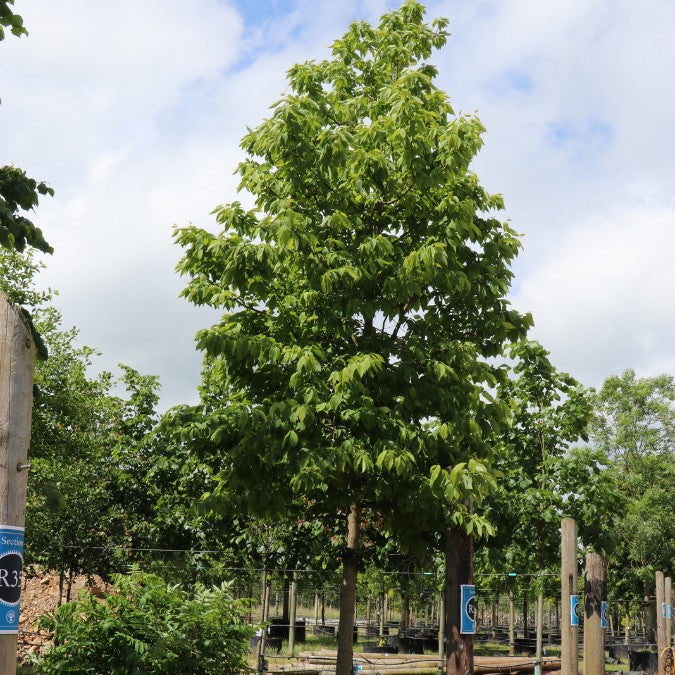 Halesia carolina