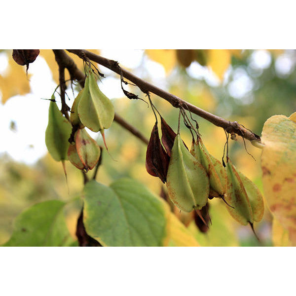 Halesia carolina