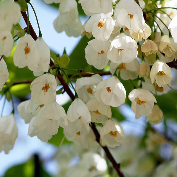 Halesia carolina