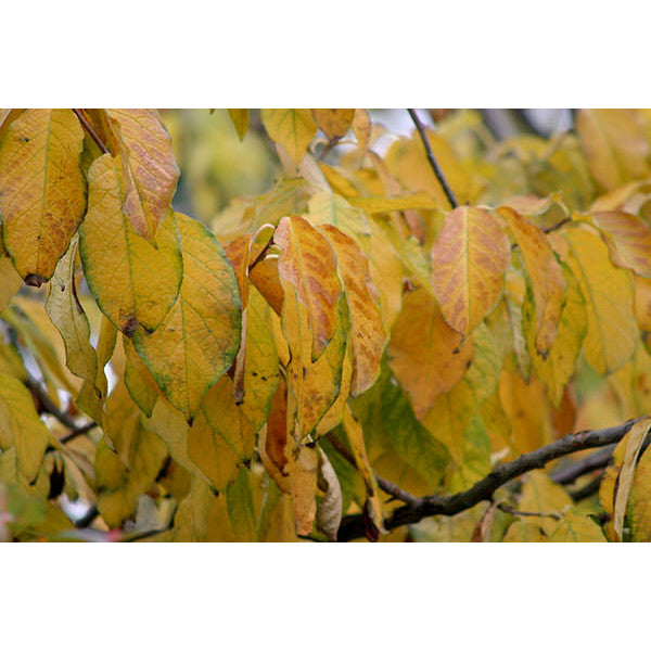 Halesia carolina