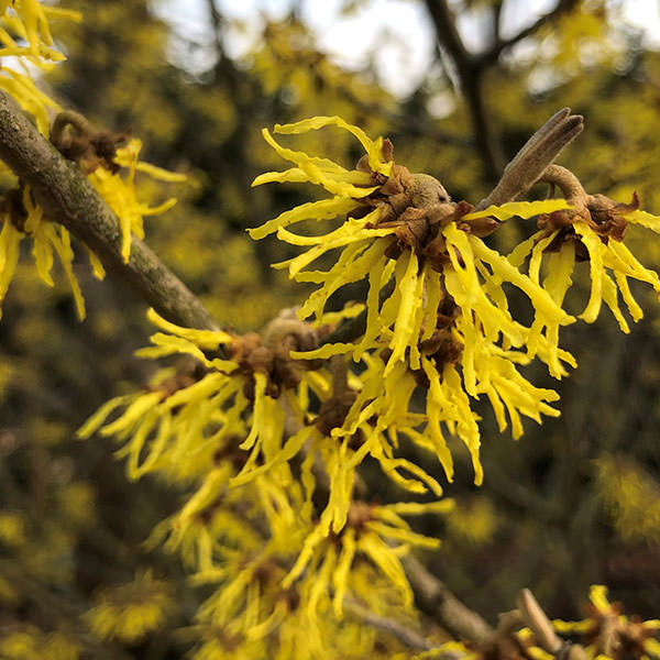 Hamamelis × intermedia 'Arnold Promise'