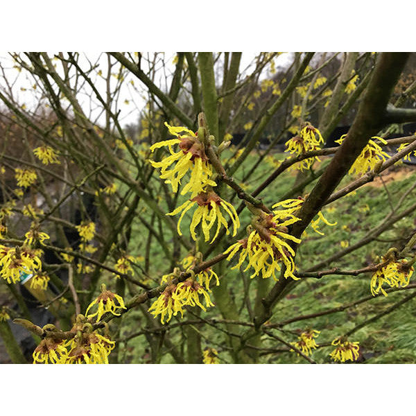 Hamamelis × intermedia 'Arnold Promise'