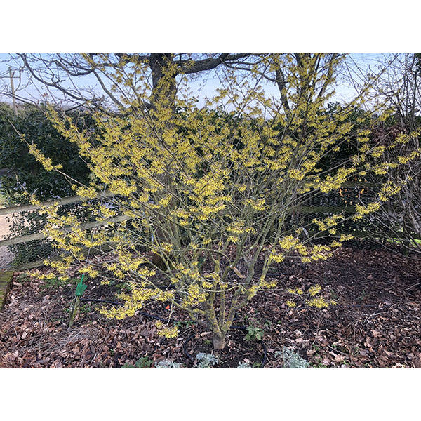 Hamamelis × intermedia 'Arnold Promise'