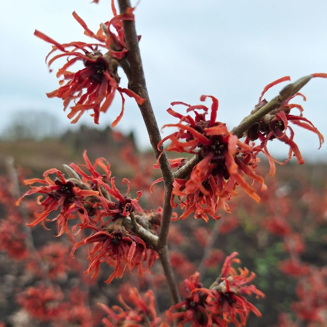 Hamamelis x intermedia 'Diane'