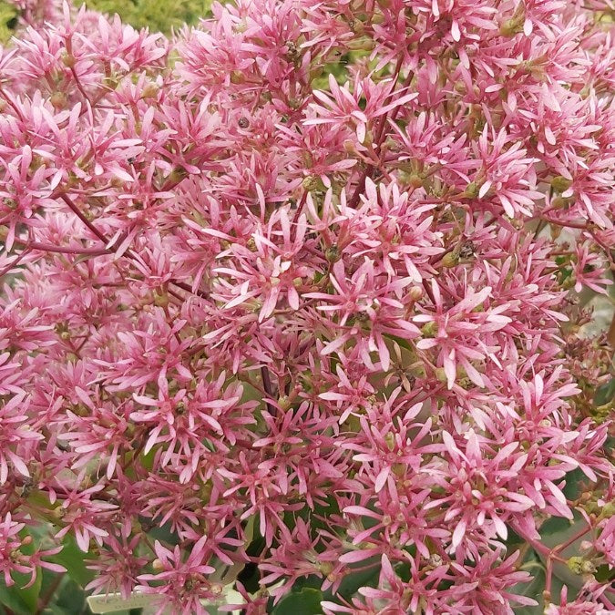 Heptacodium miconioides