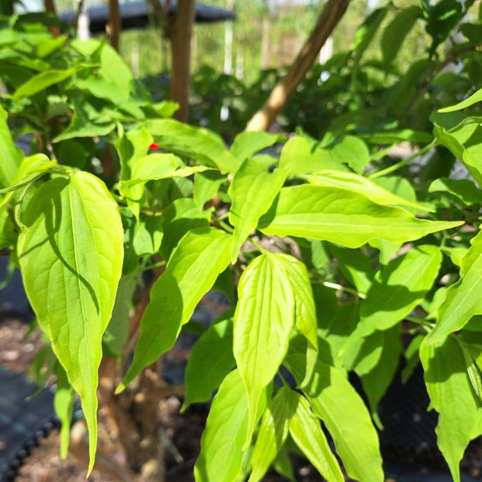 Heptacodium miconioides