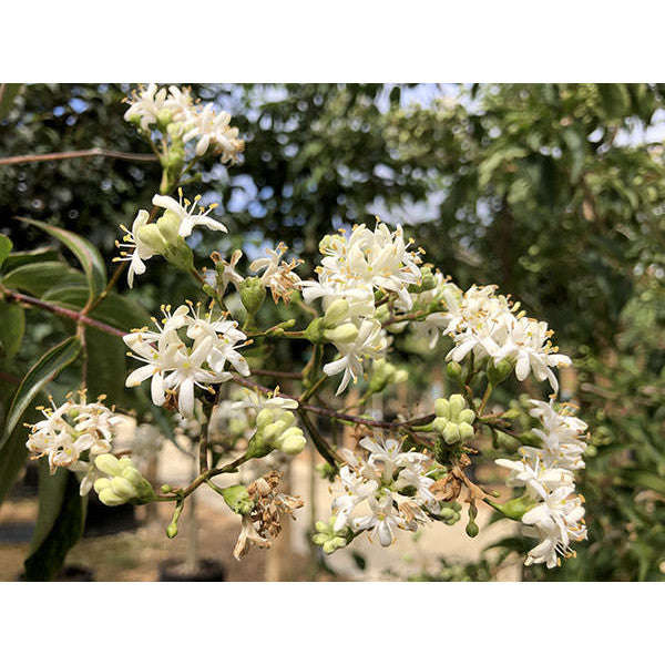 Heptacodium miconioides