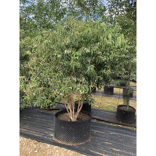 Heptacodium miconioides