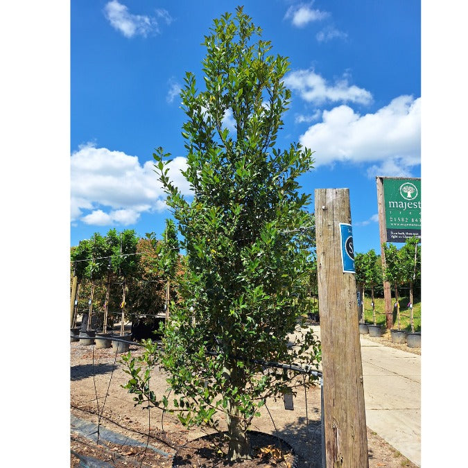 Ilex aquifolium