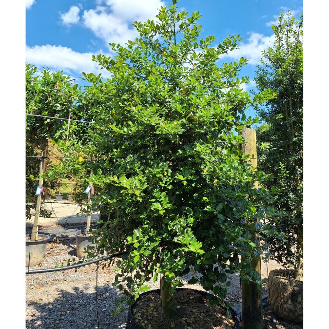 Ilex aquifolium