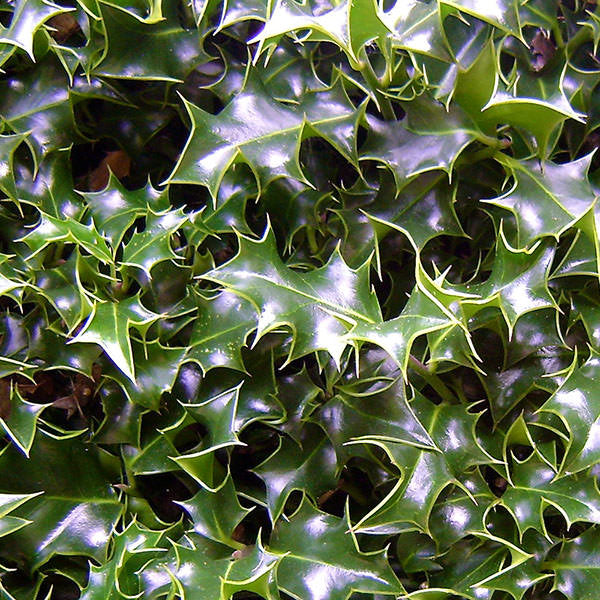 Ilex aquifolium