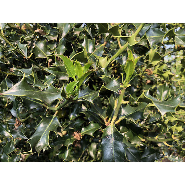 Ilex aquifolium